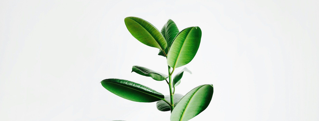 GREEN inc.